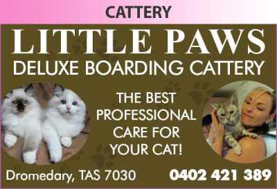 Little Paws Deluxe Boarding Cattery