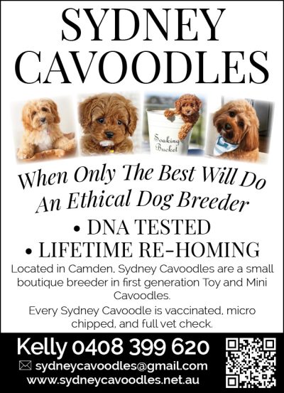 Sydney Cavoodles