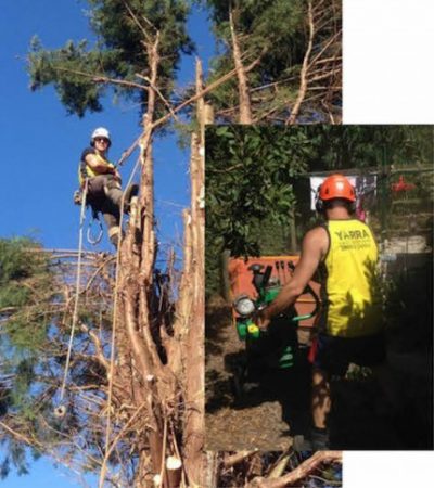 Yarra Tree Services